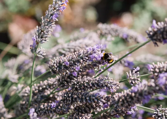 Apollo 3* سانت هلير جيرسي