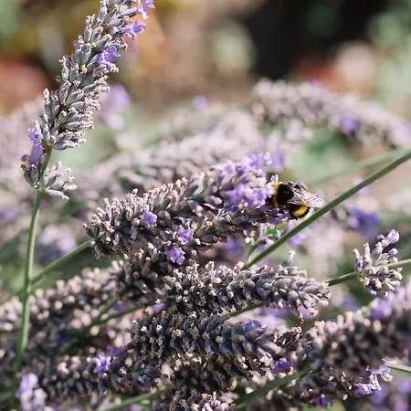 Apollo 3* Saint Helier Jersey